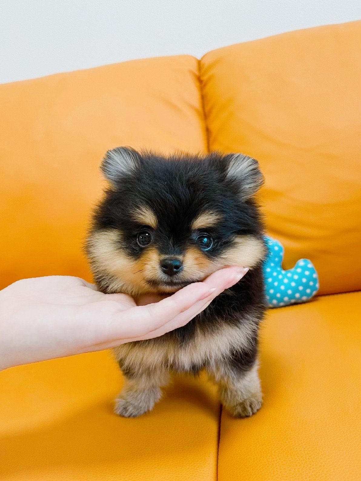 ちゃまこ様 ウィッグオーダー ちゃまこ様 ウィッグオーダー 確認ページ