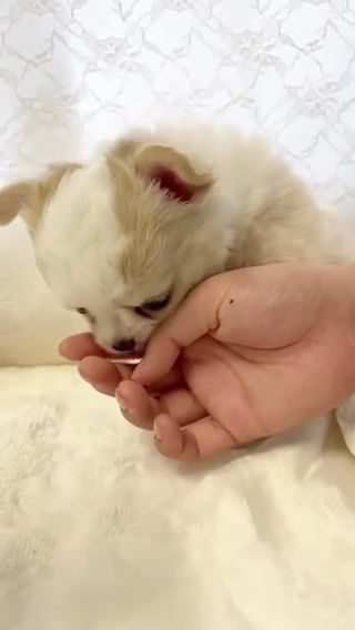 サムネイル： あんよが短い、ちょっとタレ目なチワワの男の子⭐︎
