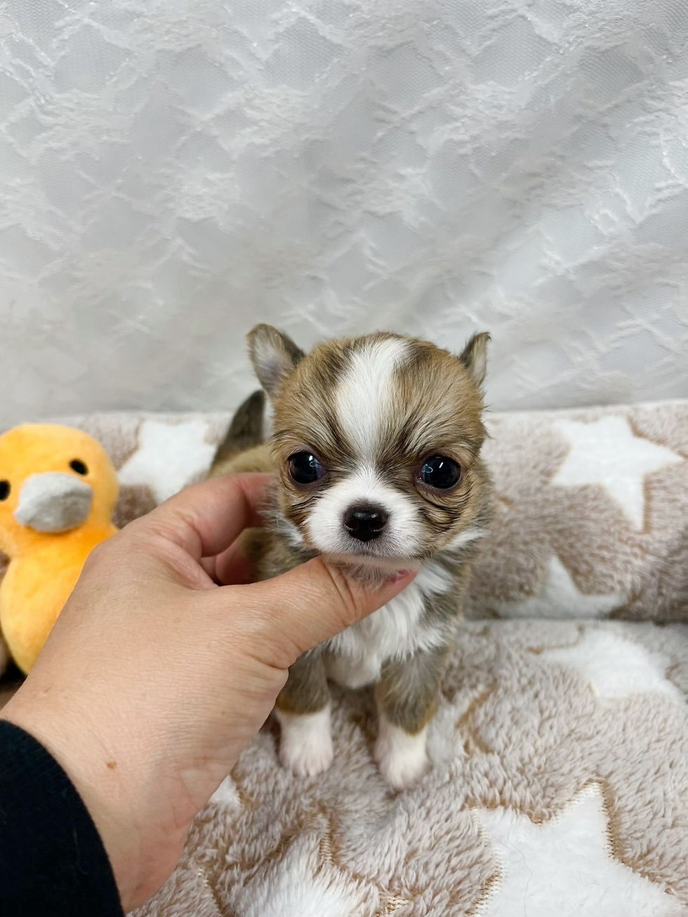 サムネイル： コロコロボディが可愛いチワワの男の子⭐︎