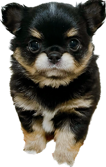 thumbnail_image0 (10).png