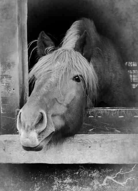 Horses VI