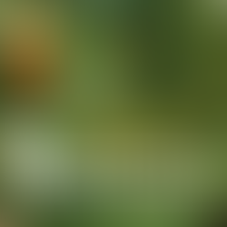 Progetto Quercon: 5 maggio visita guidata al Bosco del Fagarè