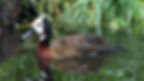 White-Faced Tree Duck