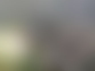 🌪️台風前に要チェック!危険木の見分け方と倒木防止対策🌳(群馬県の皆様へ)