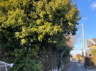 【庭木剪定】道路にはみ出した樫久根を安全・短時間でスッキリ(群馬県伊勢崎市)