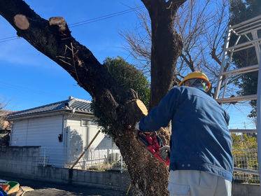【伐採】害虫(カミキリ)被害の桜を根本からバッサリ(群馬県伊勢崎市)