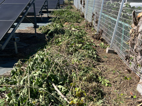 【草刈り・草取り】春の雑草シーズン前に早め対策!(群馬県伊勢崎市・太田市・前橋市・高崎市・本庄市)