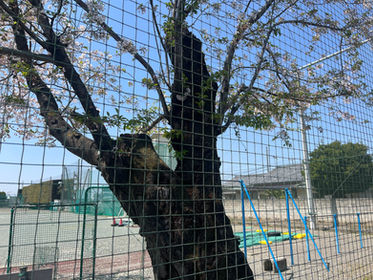 クビアカツヤカミキリ被害の桜を伐採!(群馬県伊勢崎市)