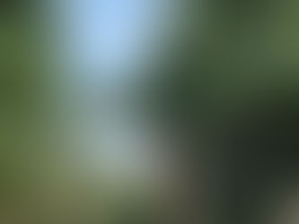 【伐採】雑木林の中で見つかった枯れ木の杏子を安全に処理(埼玉県)