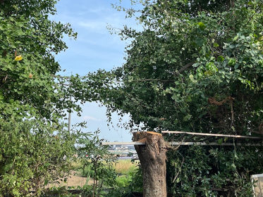 【伐採】雑木林の中で見つかった枯れ木の杏子を安全に処理(埼玉県)
