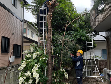 住宅街の倒木はロープ作業で慎重に🌳(群馬県伊勢崎市)