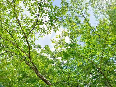 秋前の剪定で庭木を健康に!(群馬県伊勢崎市より)