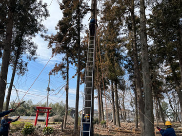 倒壊危険な神社周辺の杉を伐採!(群馬県伊勢崎市)