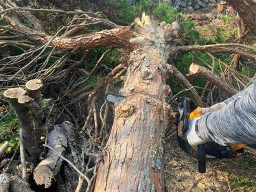 【伐採】梅雨前に松の木を安全にカット!(群馬県太田市)