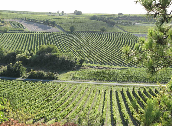 Bois Blanc, Charente, Gite, Cottage, Barn, old stone buildings, villa, 5 star, accomodation, self catering, Charente Maritime, Charente, Nouvelle Aquitaine, Cognac, vines, sunflowers, markets, walking, holidays, family, clean, modern, covid-19, couples, retreat, cycling, modern interiors, design, chic, pool,