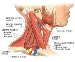 Sports and Deep Tissue Massage for Neck Course at Therapy Training Centre Yorkshire Northern England