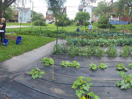 One Valley Gardens are producing!