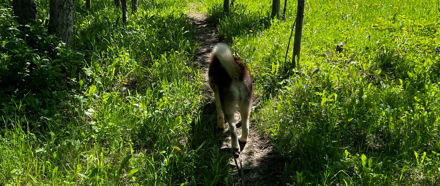 dog-kennel-round-the-bend-dog-boarding-british-columbia