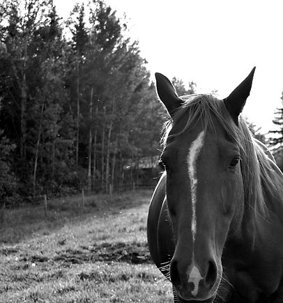 DSC_0016_edited_edited.jpg