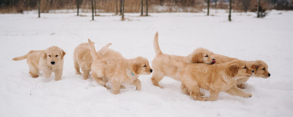 CheerGoldens_Jan2025_EDavidson-107_edited_edited.jpg