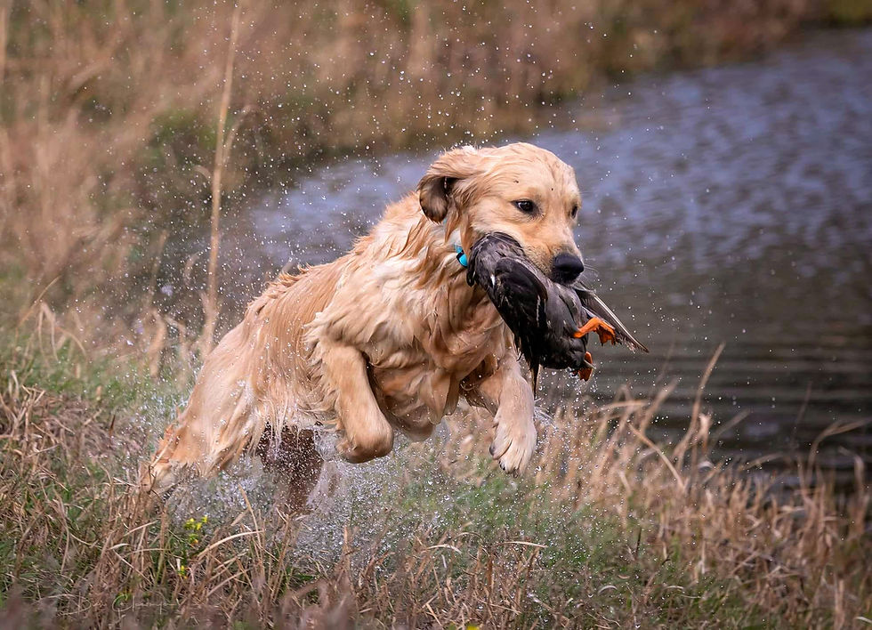 boyd field JH_edited.jpg