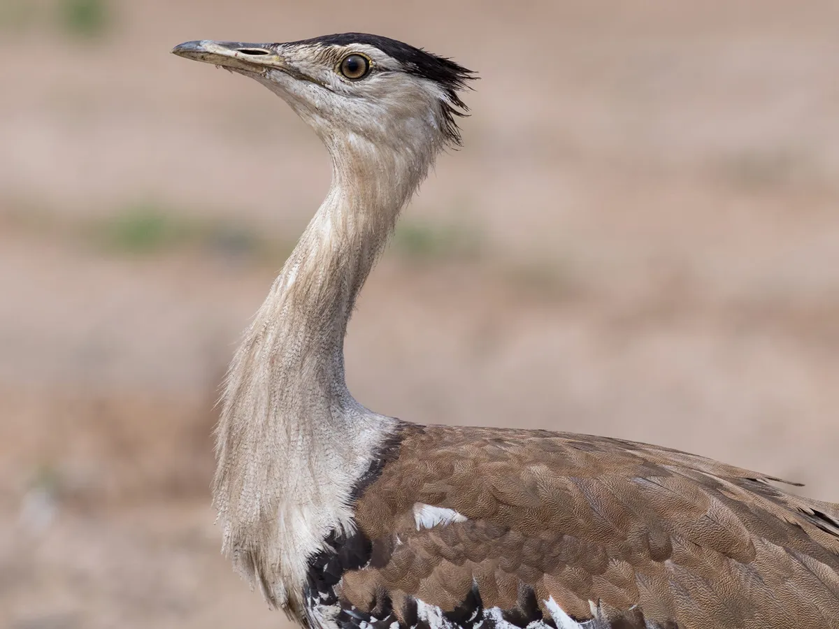 australian-bustard.webp