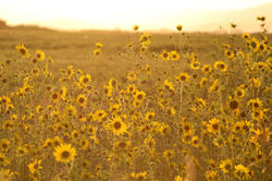 sunflowers