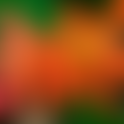 Barbados Lily - Uses & Care