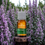 Thumbnail: Clary Sage - Pure Essential Oil - 12ml - Oil Garden