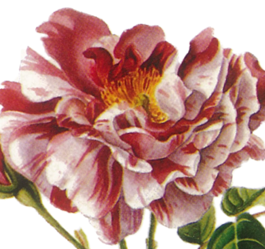 HRF Conference 2026 May 1-3 Tyler & Shreveport FRIDAY/SATURDAY/SUNDAY