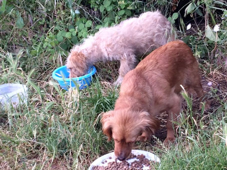 Dogs ... in their natural world