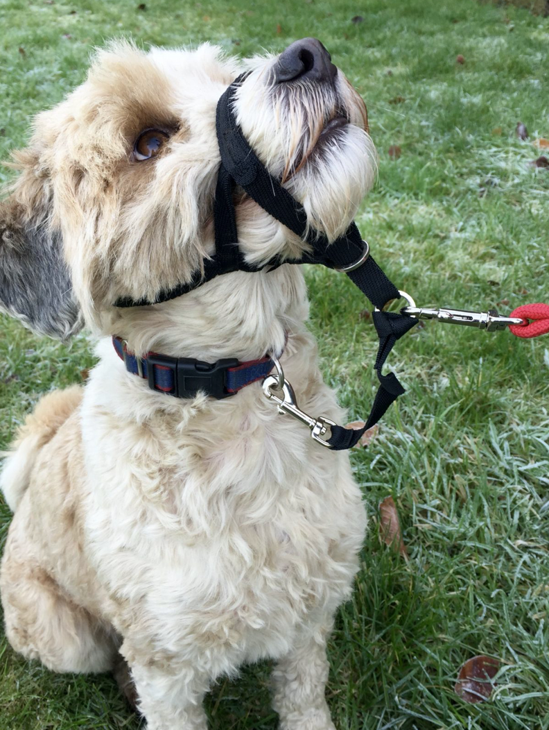 Halti Head Collar - 6 Sizes