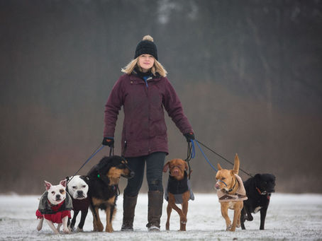 Christmas Pack Walk