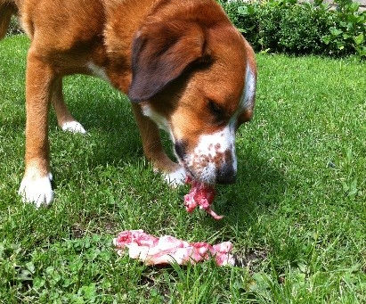 Canine Health Concern Seminar & Weekend Workshop