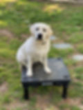 IMG_2894.jpeg
