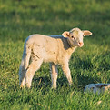 A Lamb