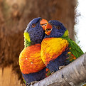 Rainbow Lorikeets