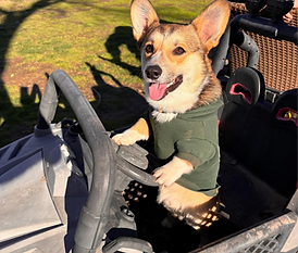 One of our adopted Corgis Winston from Desiree O.