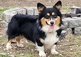 Sire Hondo of Shasta Valley Corgis