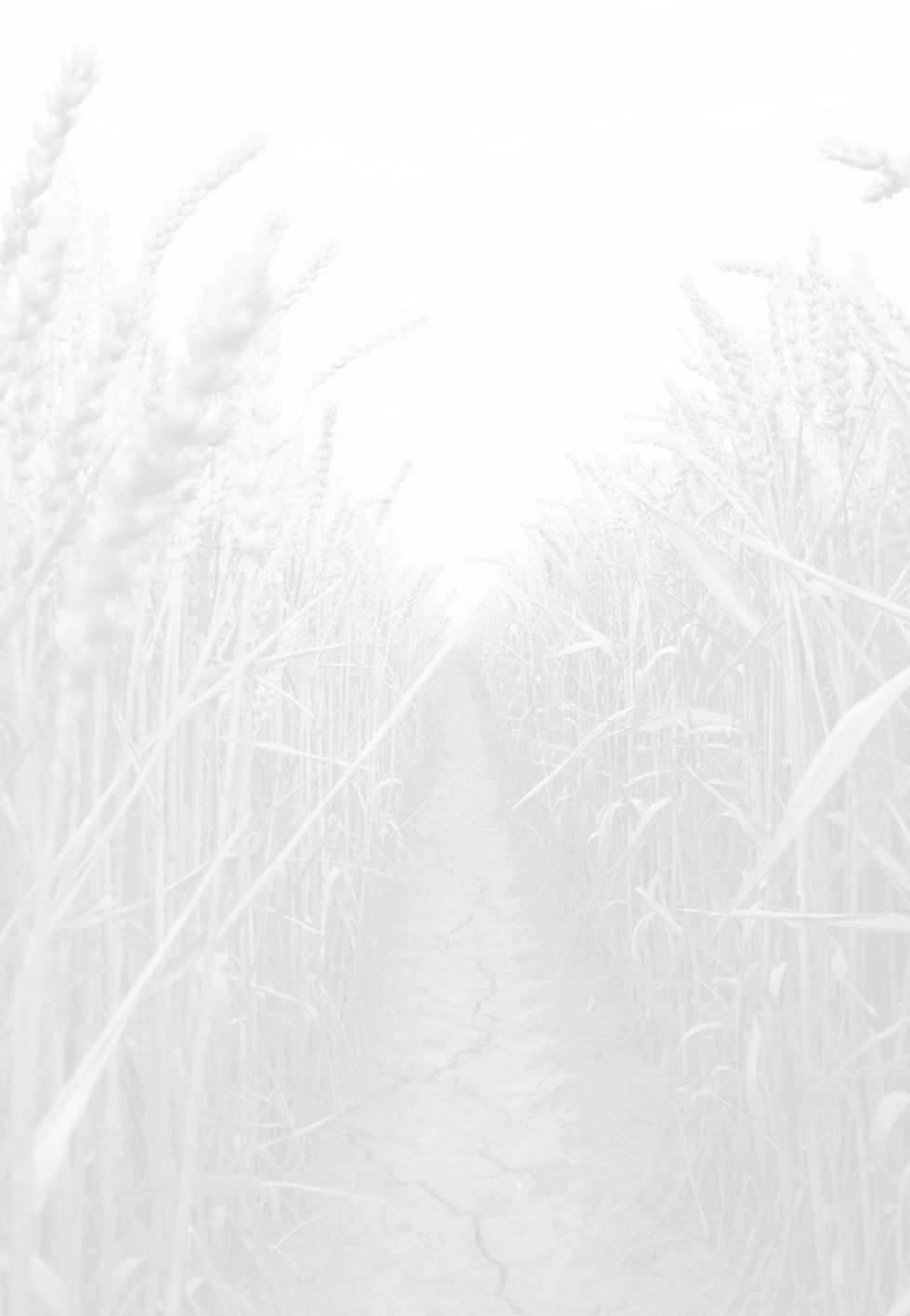 Wheat Field_edited_edited_edited.jpg