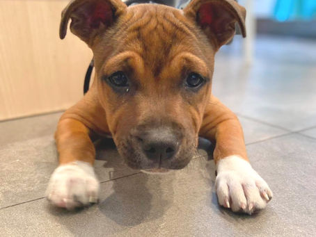 La dysplasie chez le chiot...