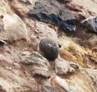 allaboutedinburgh royal mile castlehill canaonball house canonball in wall