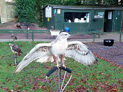 Birds of Prey Dalhousie