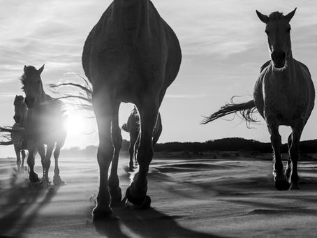 Camargue horses in black and white