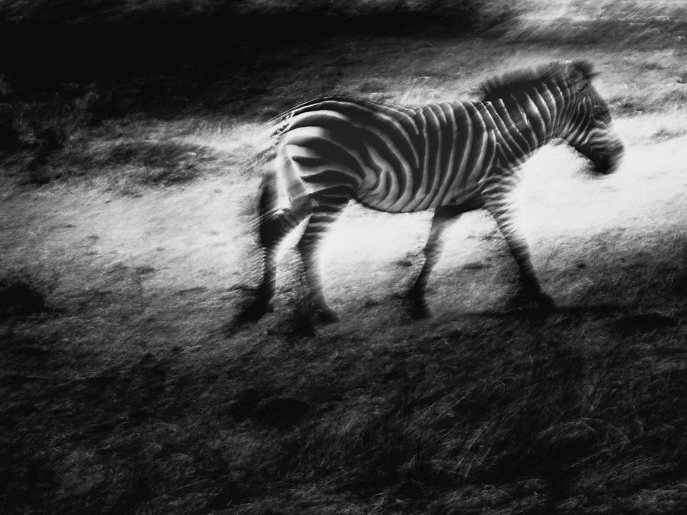 An abstract photo of a zebra on the plains of Africa