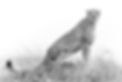 fine-art-photography-cheetah-malaika.jpg