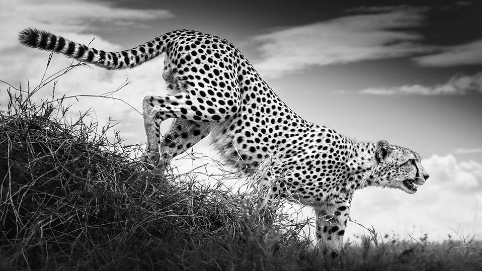 Cheetah descending from a termite mound