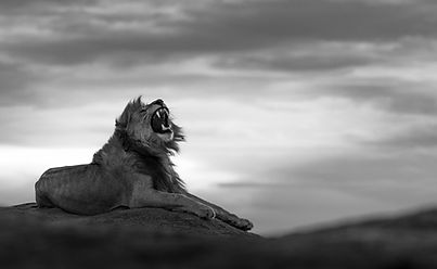 Portrait of male lion yawning.