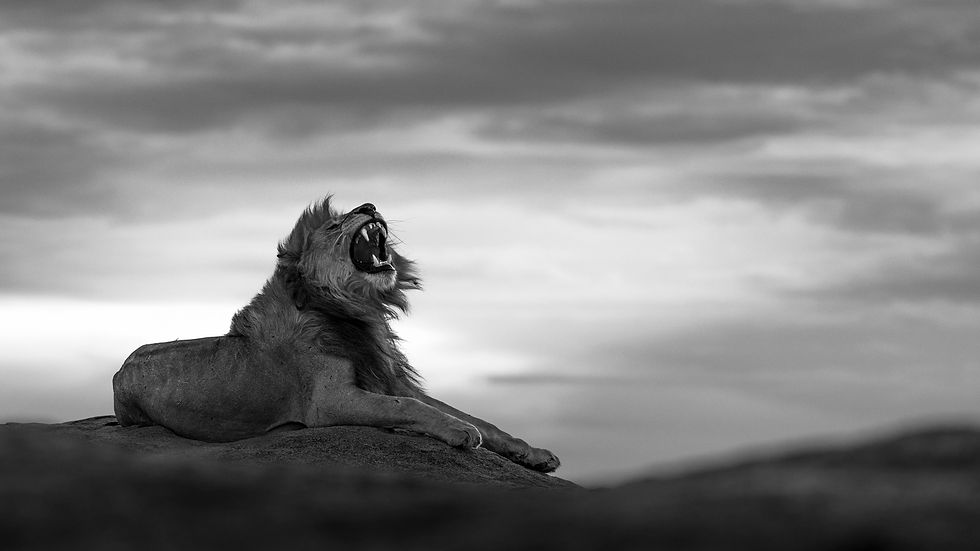 Male lion in the last evening light.