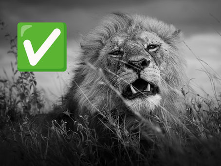 A Practical Safari Packing List: What to Pack for a Safari